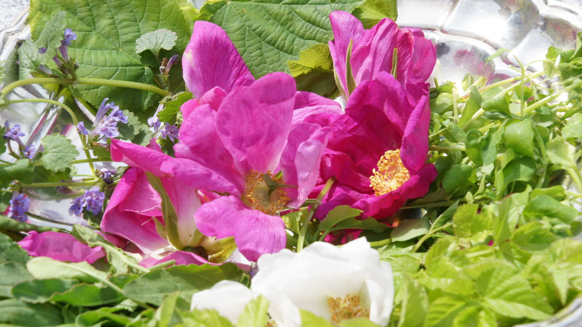 Wildkräuterführung