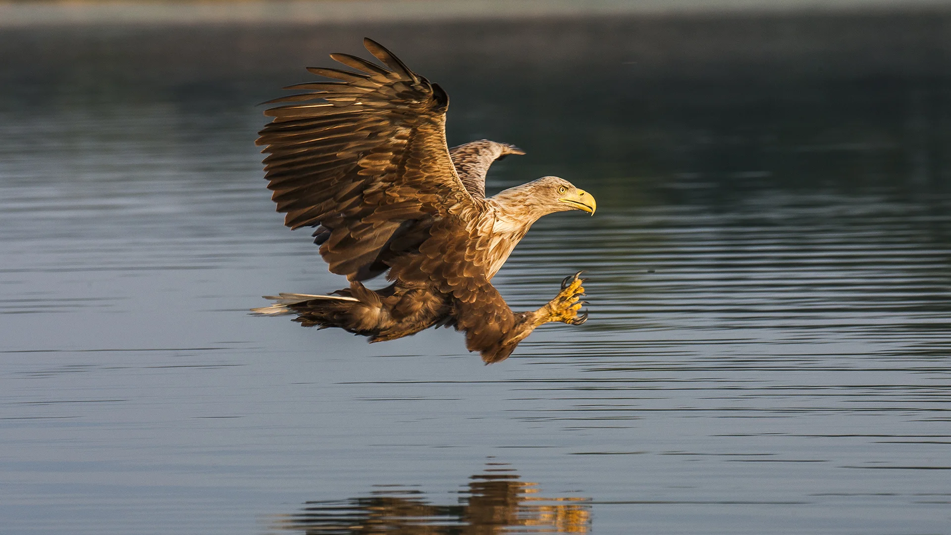 Multivisionsshow Im Revier des Seeadlers