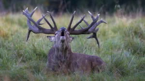  Multivisionsshow „Die Big Five Mecklenburg-Vorpommerns„