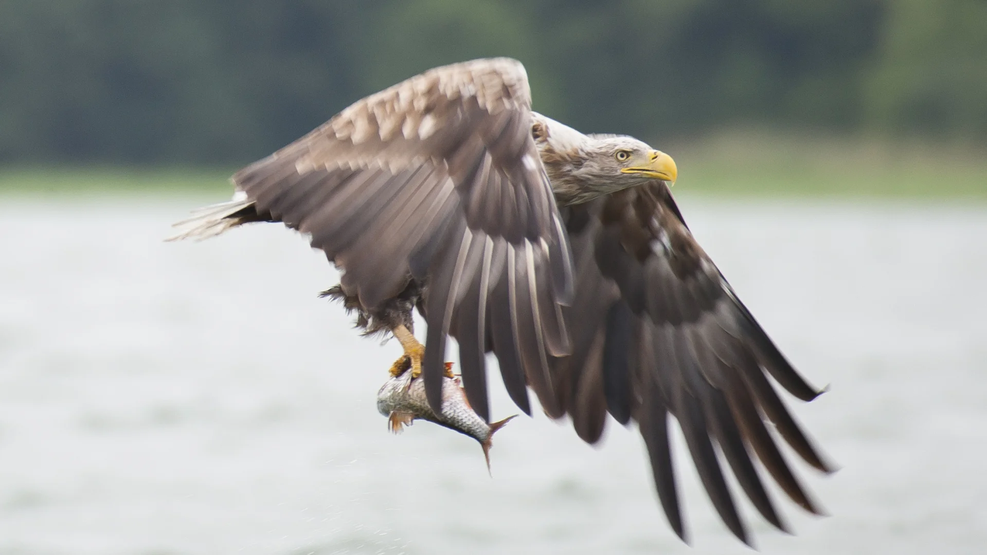  Multivisionsshow „Die Big Five Mecklenburg-Vorpommerns„