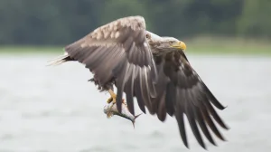  Multivisionsshow „Die Big Five Mecklenburg-Vorpommerns„