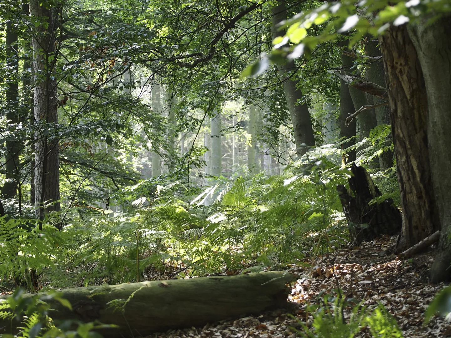 Naturwunder Darßwald: Entdeckungstour für Groß und Klein