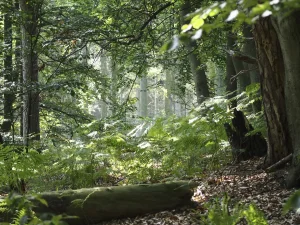 Naturwunder Darßwald: Entdeckungstour für Groß und Klein